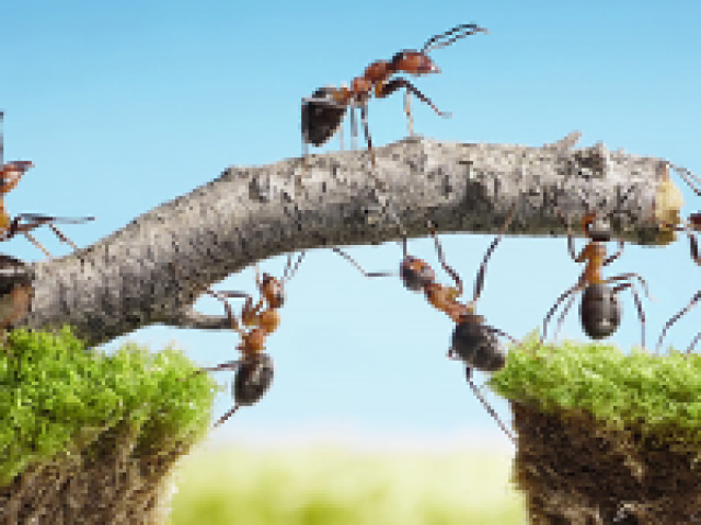 Ants1-272x150